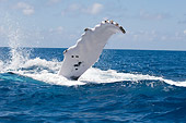 WHA 02 NE0001 01
Humpback Whale Fluke Breaking Surface Of Caribbean Ocean