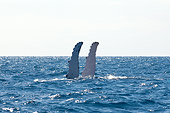 WHA 02 NE0002 01
Two Humpback Whale Flukes Breaking Surface Of Caribbean Ocean
