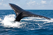 WHA 02 NE0003 01
Humpback Whale Tail Breaking Surface Of Caribbean Ocean