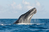 WHA 02 NE0004 01
Humpback Whale Breaching Caribbean Ocean