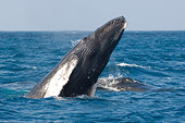 WHA 02 NE0006 01
Juvenile Humpback Whale Breaching Caribbean Ocean