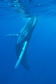 WHA 02 NE0007 01
Humpback Whale Swimming Toward Surface Of Caribbean Ocean