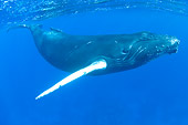 WHA 02 NE0010 01
Humpback Whale Swimming Underwater Caribbean Ocean