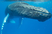 WHA 02 NE0011 01
Close-Up Of Humpback Whale Swimming Underwater Caribbean Ocean