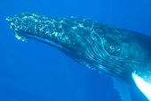 WHA 02 NE0012 01
Close-Up Of Humpback Whale Swimming Underwater Caribbean Ocean