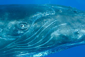 WHA 02 NE0013 01
Close-Up Of Humpback Whale Swimming Underwater Caribbean Ocean