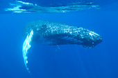 WHA 02 NE0014 01
Close-Up Of Humpback Whale Swimming Underwater Caribbean Ocean
