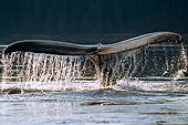 WHA 02 RD0002 01
Humpback Tail (Megaptera Novaeangliae) Alaska