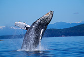 WHA 02 RD0047 01
Humpback Whale Breaching 
Alaska