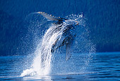 WHA 02 RD0048 01
Humpback Whale Breaching 
Alaska