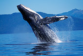 WHA 02 RD0049 01
Humpback Whale Breaching 
Alaska