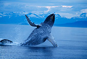 WHA 02 RD0051 01
Humpback Whale Breaching 
Alaska