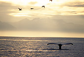 WHA 02 TL0001 01
Tail Shot Of Humpback Whale Sunset