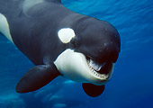 WHA 03 GL0002 01
Close-Up Of Killer Whale Swimming Underwater