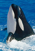 WHA 03 GL0005 01
Portrait Of Killer Whale Breaching In Ocean