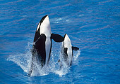 WHA 03 GL0006 01
Killer Whale Adult And Young Breaching In Ocean