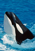 WHA 03 GL0007 01
Portrait Of Killer Whale Breaching In Ocean