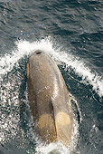 WHA 03 MC0001 01
Killer Whale Exhaling From Blowhole Antarctica