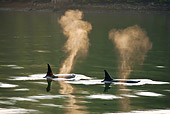 WHA 03 MC0002 01
Two Orcas Blowing Steam From Blowholes In Early Morning Alaska
