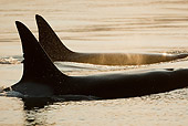 WHA 03 MC0003 01
Two Orcas Blowing Steam From Blowholes At Sunrise Alaska