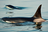 WHA 03 MC0004 01
Two Orcas Swimming Near Surface Of Water Alaska