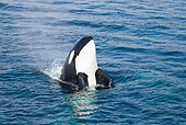 WHA 03 MC0005 01
Killer Whale Swimming Above Surface Of Water In Frederick Sound, Alaska
