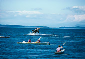 WHA 03 JM0001 01
Killer Whale Breaching By Kayaks Washington
