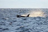 WHA 03 KH0001 01
Orca Swimming At Ocean Surface Norway