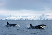 WHA 03 KH0002 01
Two Orcas Swimming At Ocean Surface Norway