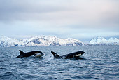 WHA 03 KH0003 01
Two Orcas Swimming At Ocean Surface Norway