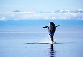WHA 03 RD0015 01
Killer Whale Breaching Cloud Bank Background
