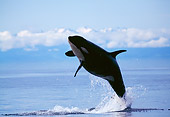 WHA 03 RD0016 01
Killer Whale Breaching Cloud Bank Background