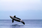 WHA 03 RD0017 01
Killer Whale Breaching Cloud Bank Background