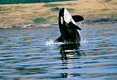 WHA 03 RD0018 01
Killer Whale Breaching Near Shore
