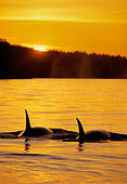 WHA 03 TL0001 01
Two Orca Whales Tail Shot At Sunset