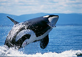 WHA 03 TL0002 01
Orca Whale Leaping In Air