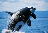 WHA 03 TL0003 01
Orca Whale Leaping In Air