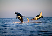 WHA 03 TL0004 01
Two Orca Whales Leaping In Air At Sunset