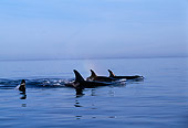WHA 03 TL0005 01
Group Of Killer Whales Swimming