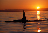 WHA 03 TL0006 01
Tail Shot Of Orca At Sunset