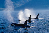 WHA 03 TL0007 01
Three Killer Whales Surfacing For Air Simultaneously