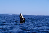 WHA 03 TL0008 01
Killer Whale Spyhopping Blue Sky