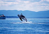 WHA 03 TL0009 01
Killer Whale Breaching With Background Of Mountains Boat Sky