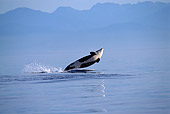 WHA 03 TL0010 01
Killer Whale Breaching With Hazy Mountain Background