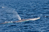 WHA 05 WF0001 01
Fin Whale Blowing At Surface Of Water