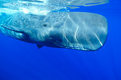 WHA 06 WF0001 01
Portrait Of Sperm Whale Swimming Near Surface Of Water