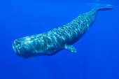 WHA 06 WF0002 01
Sperm Whale Swimming Near Surface Of Water