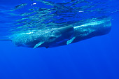 WHA 06 WF0003 01
Sperm Whale Mother And Calf Swimming Near Surface Of Water