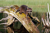 WLD 01 BA0001 01
Raccoon Walking On Log Over Lake