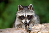 WLD 01 GR0005 01
Head Shot Of Raccoon Leaning On Log